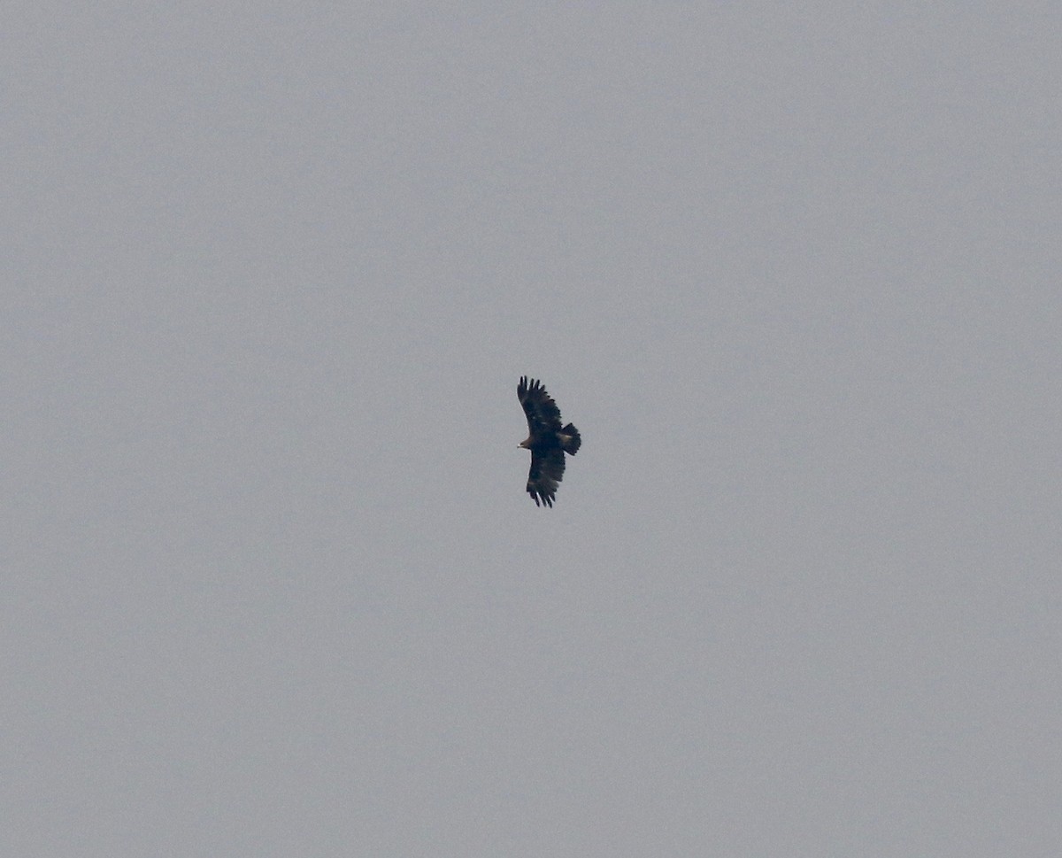 Greater Spotted Eagle - ML616448901