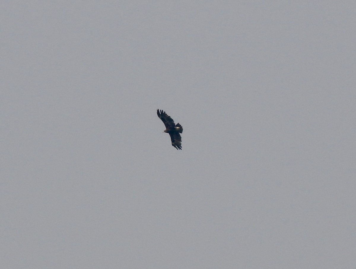 Greater Spotted Eagle - ML616448903