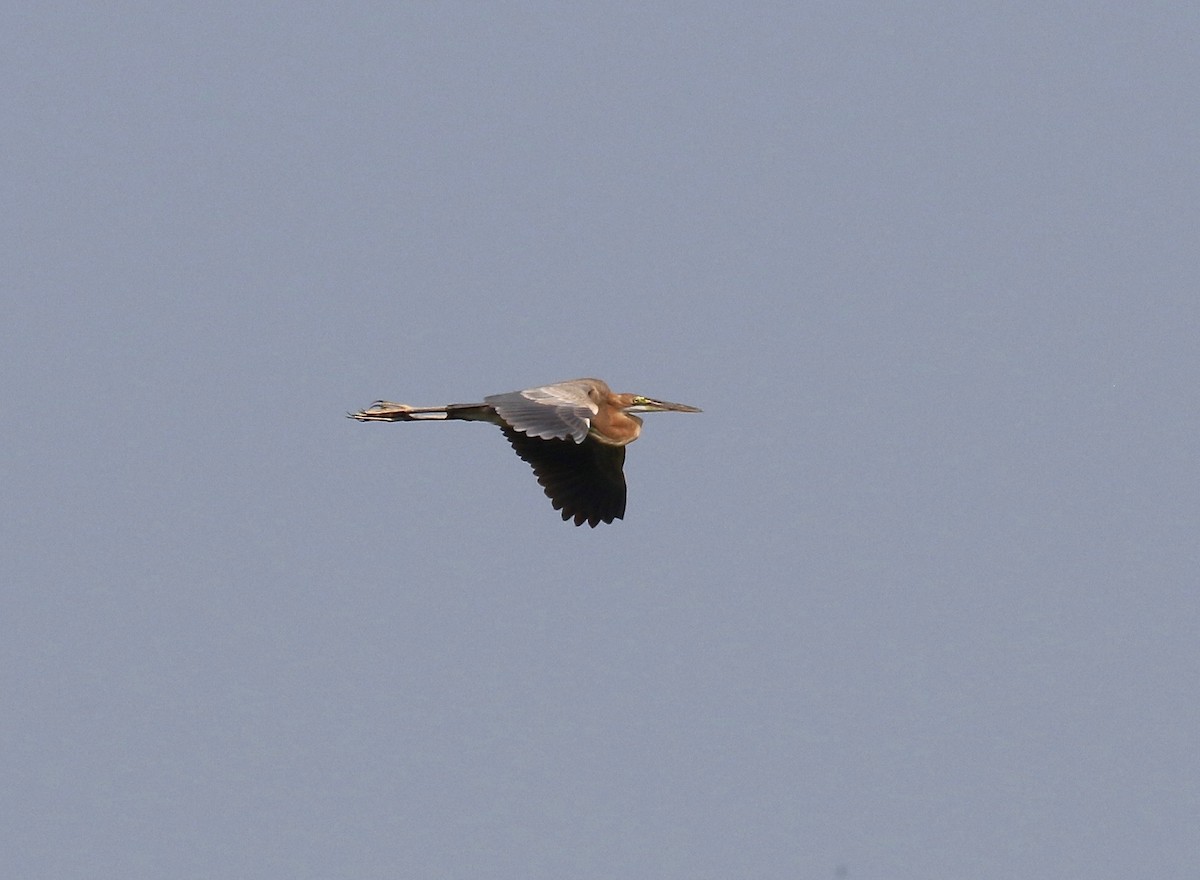 Purple Heron - Sandy Vorpahl