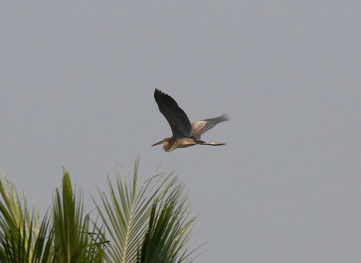 Purple Heron - Sandy Vorpahl