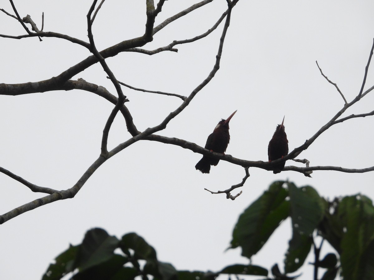 White-eared Jacamar - Luna Lunita