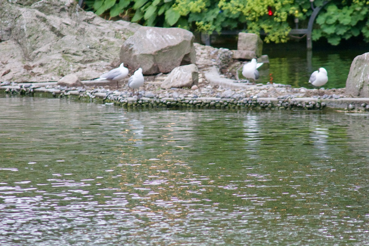 Common Gull (European) - ML616448964