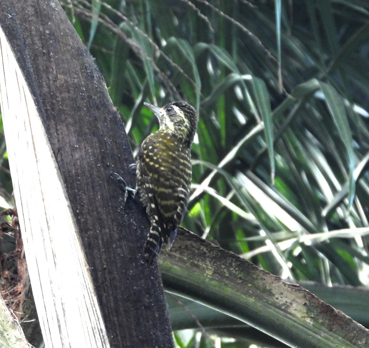 White-spotted Woodpecker - ML616448983