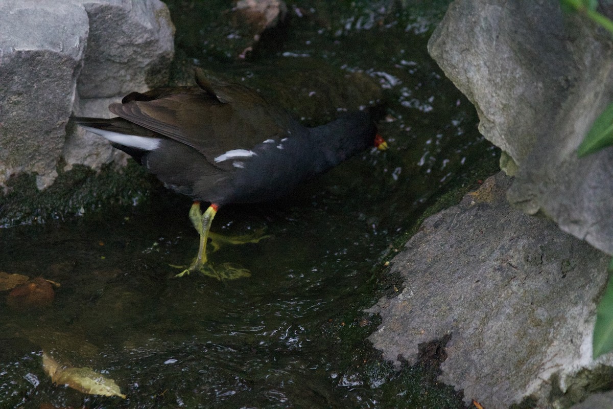 Eurasian Moorhen - ML616448993