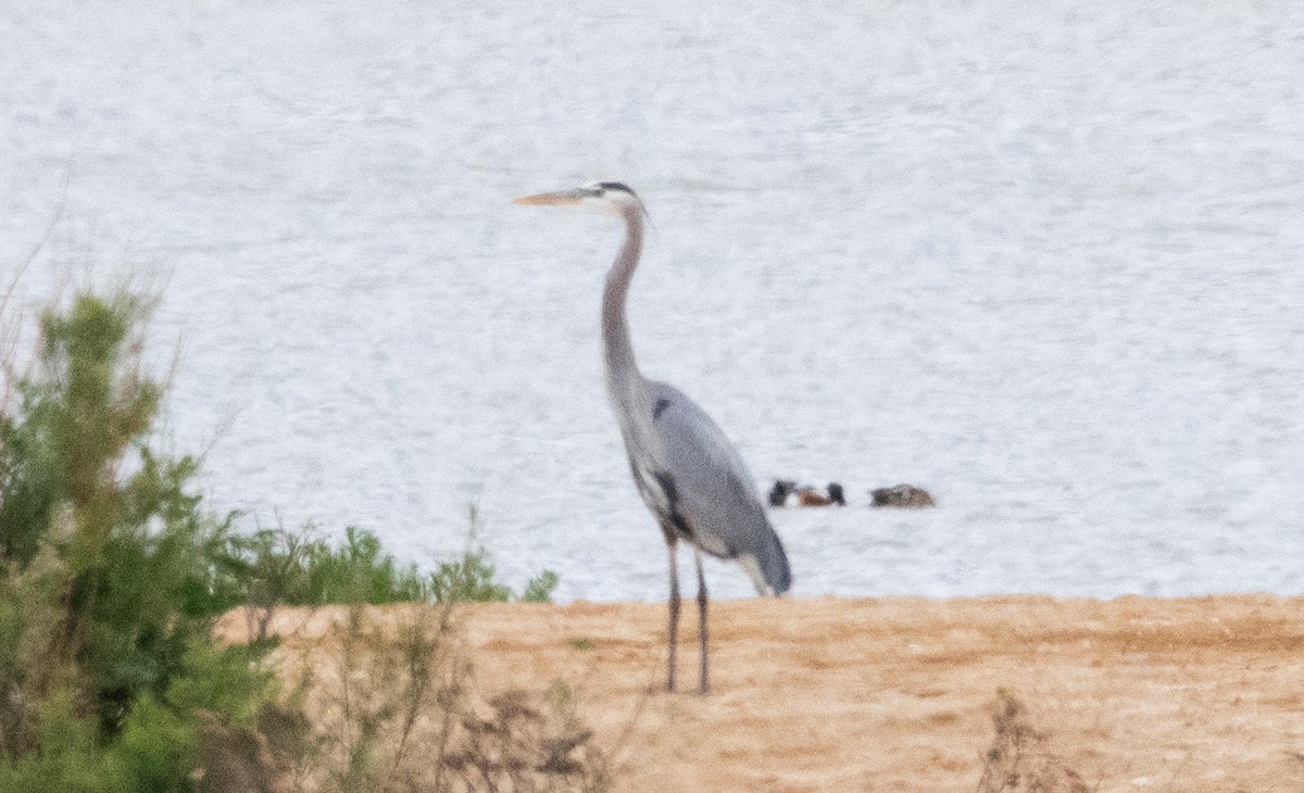 Garza Azulada - ML616449014