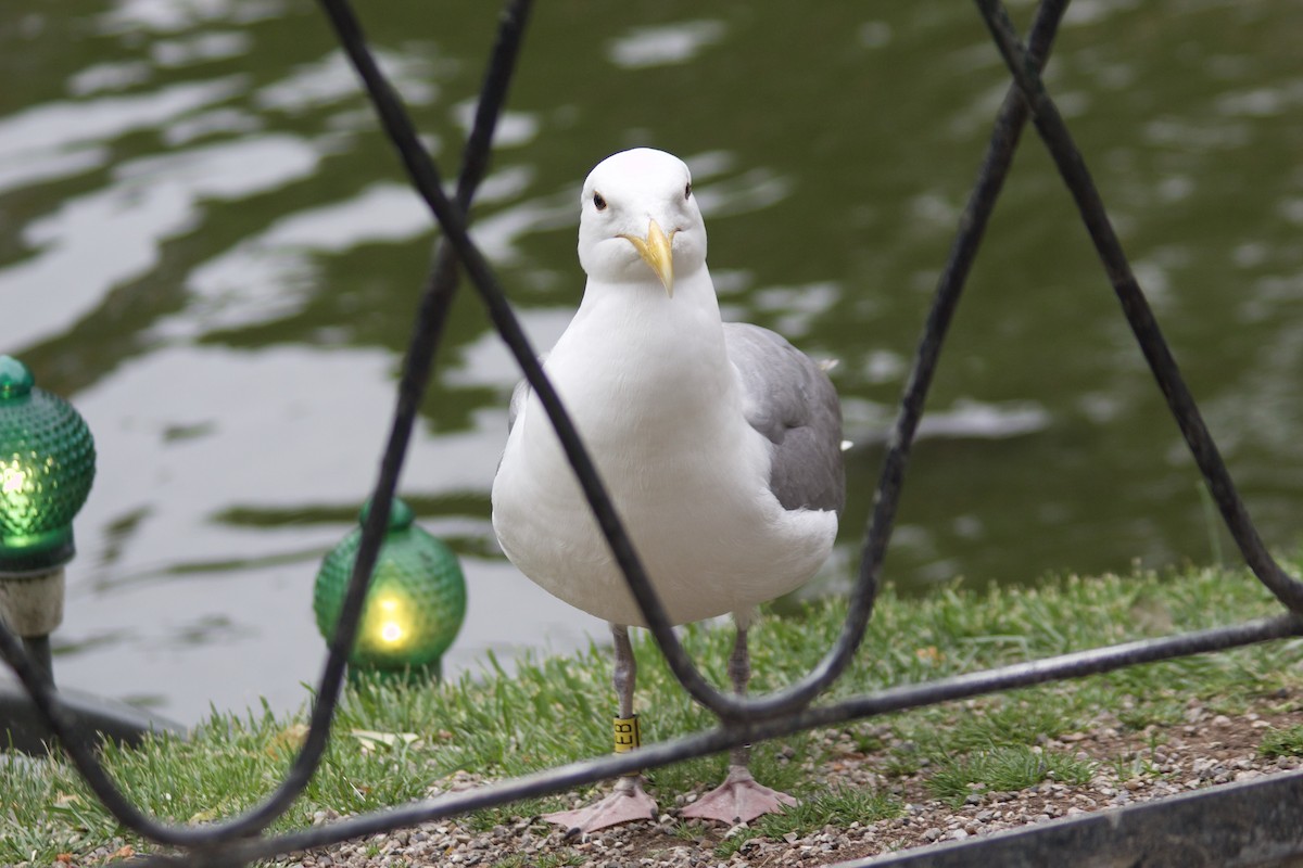 Herring Gull (European) - ML616449015