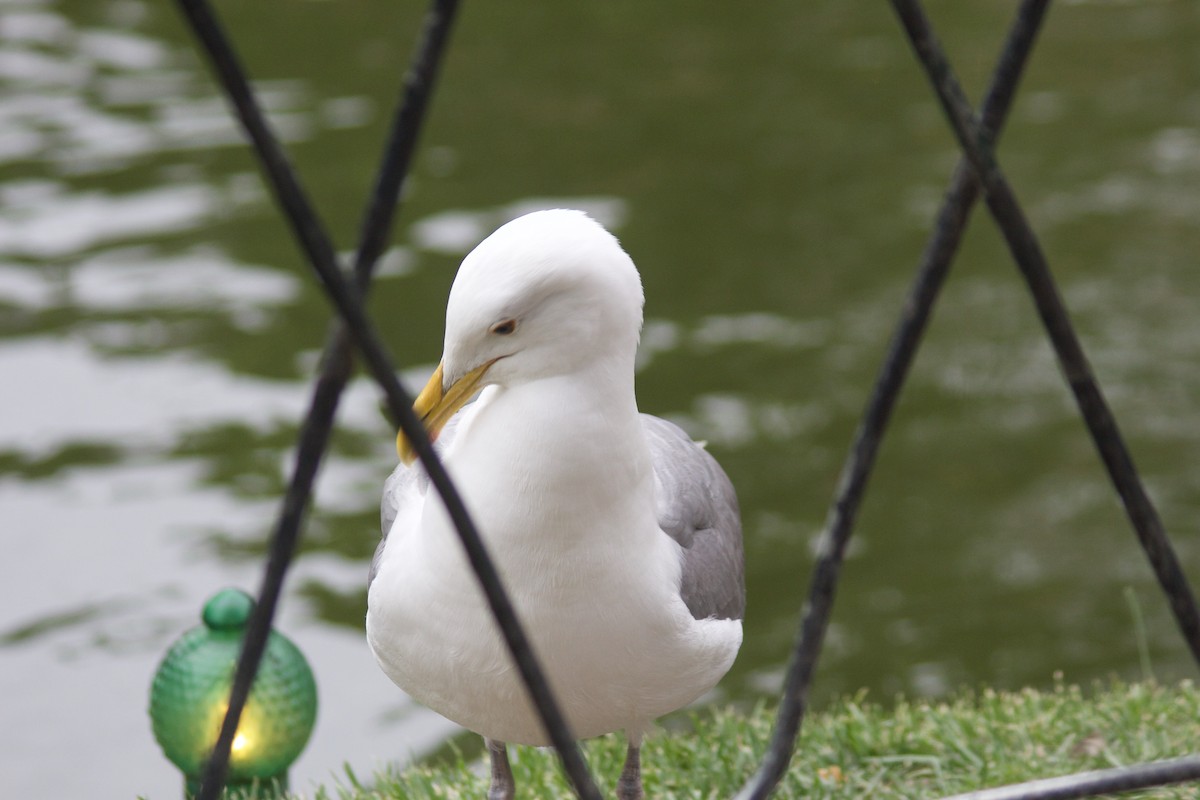 Herring Gull (European) - ML616449016