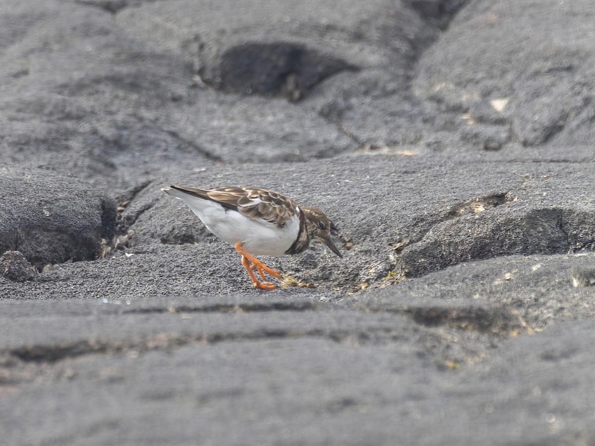 Ruddy Turnstone - Bruce Aird