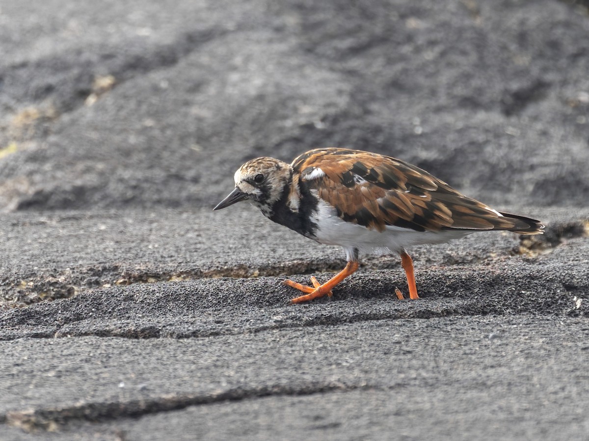 Ruddy Turnstone - ML616449020