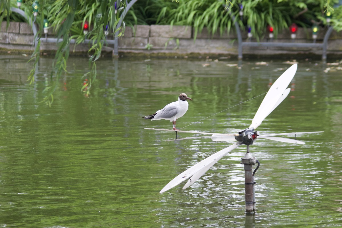 Black-headed Gull - ML616449023