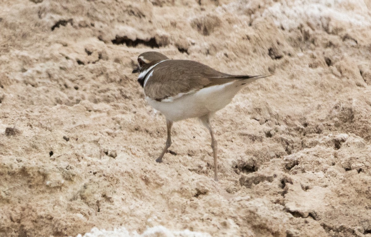 Killdeer - ML616449026