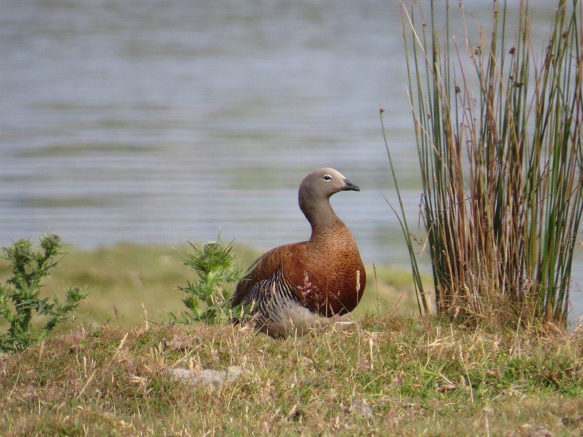 Ashy-headed Goose - ML616449033