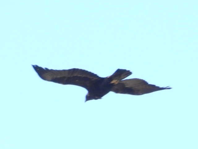 Golden Eagle - ML616449037