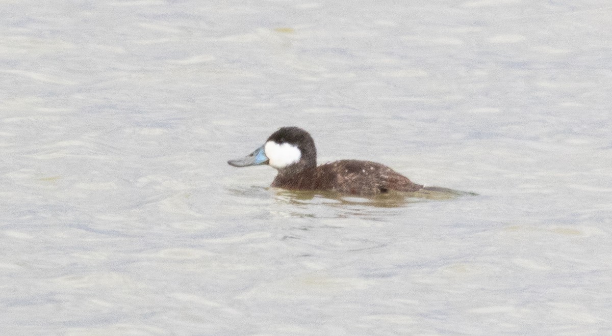 Ruddy Duck - Timothy Aarons