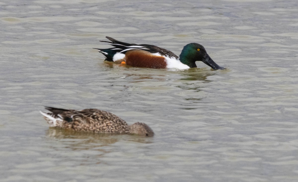 Northern Shoveler - ML616449070