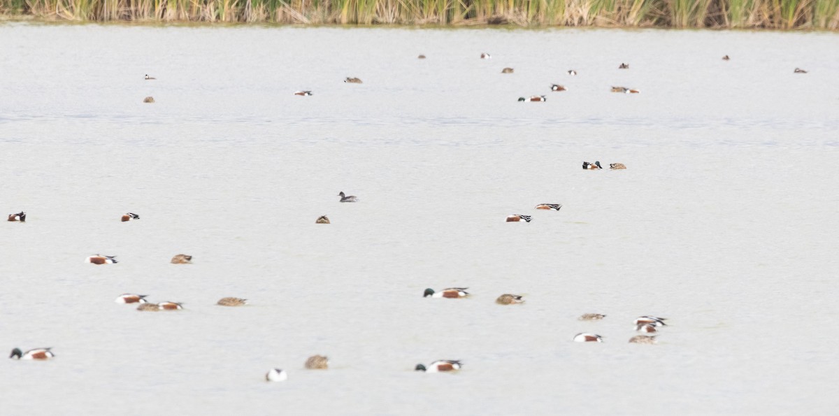 Northern Shoveler - Timothy Aarons