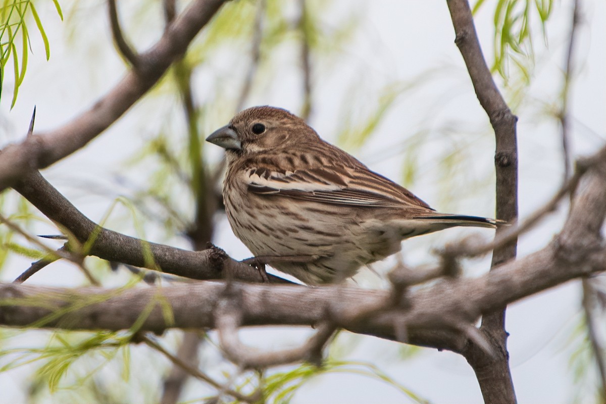 Lark Bunting - ML616449197