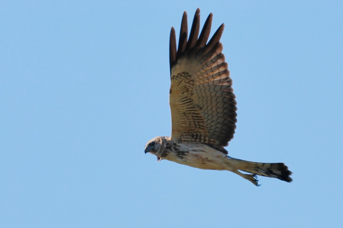 Spotted Harrier - ML616449241