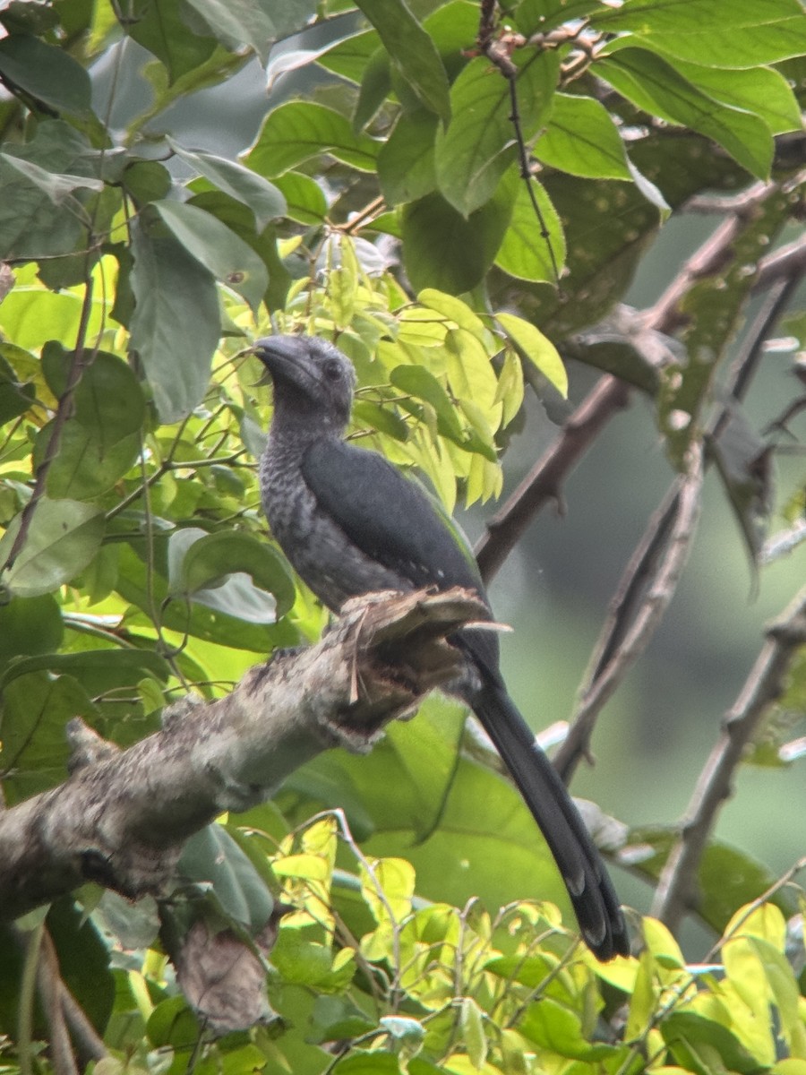 Western Dwarf Hornbill - ML616449293