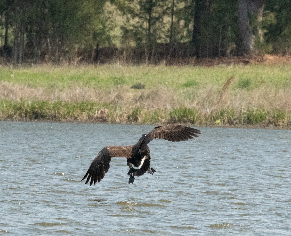 Canada Goose - ML616449307