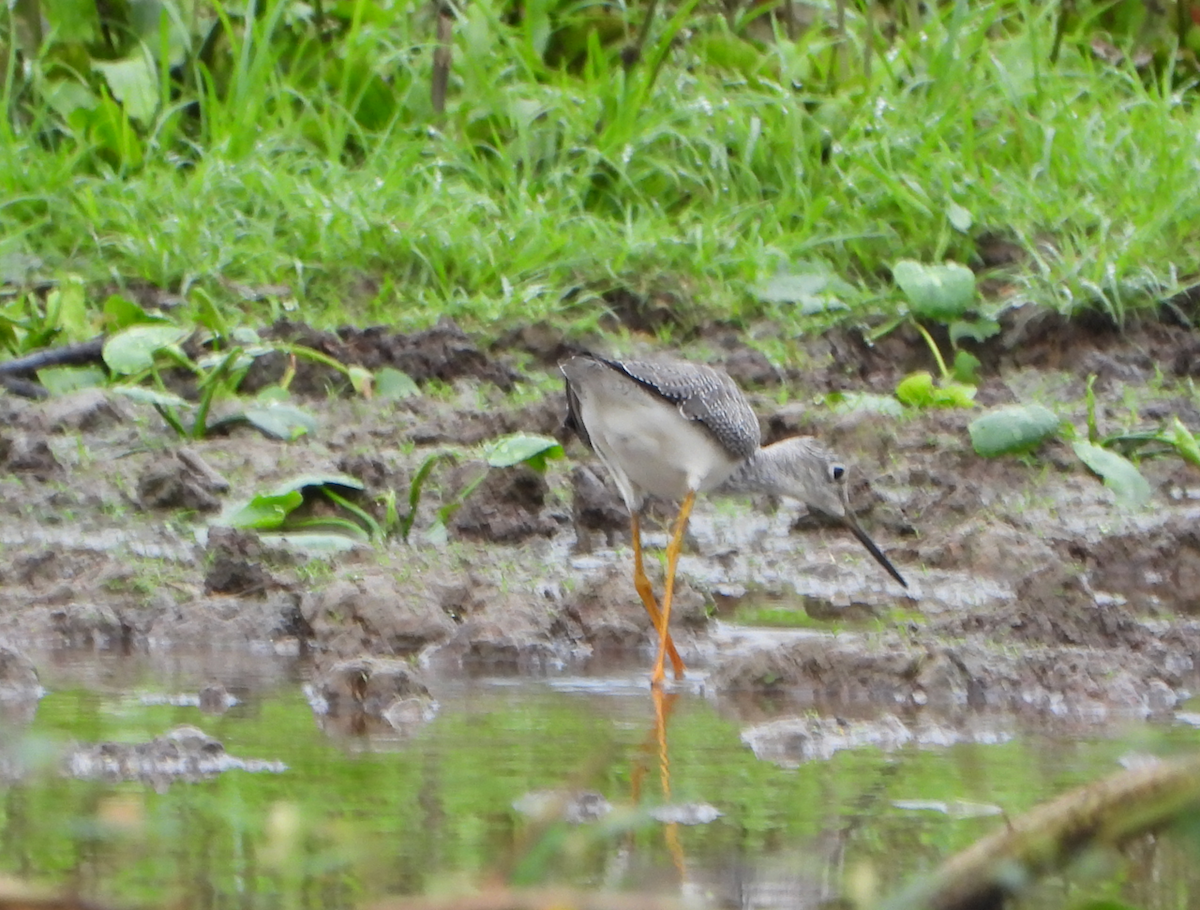 Greater Yellowlegs - Helen Butts