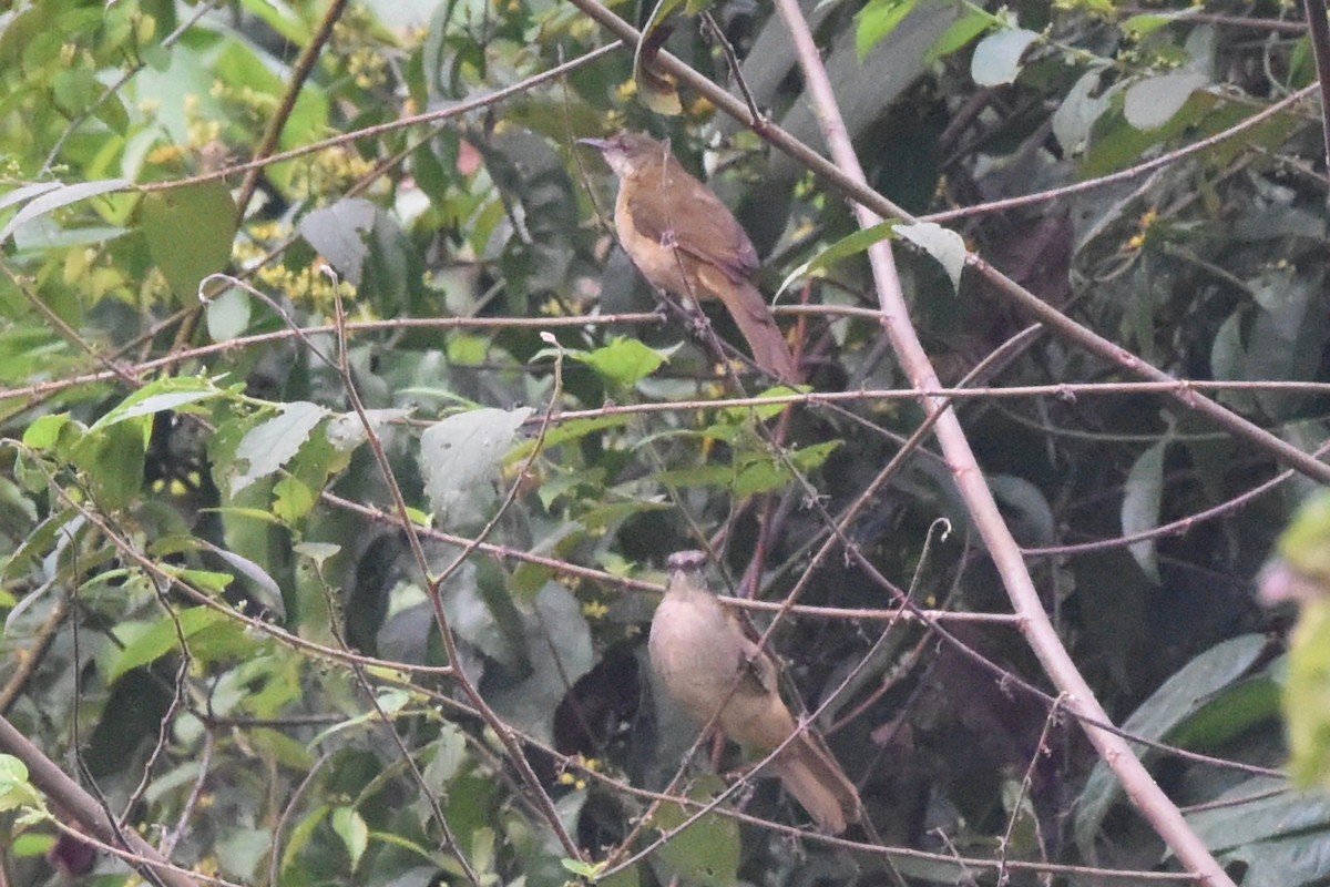 Slender-billed Greenbul - ML616449433