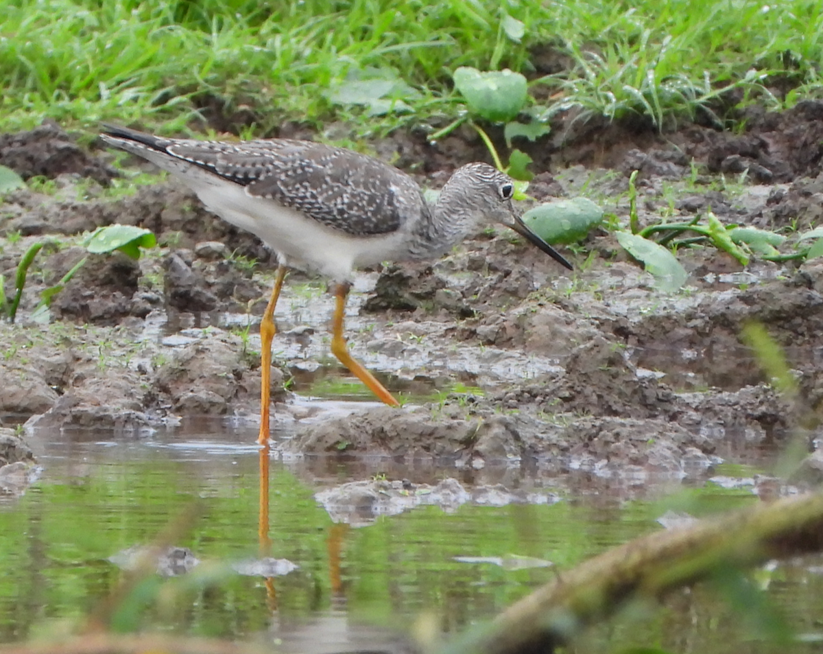 Greater Yellowlegs - ML616449450