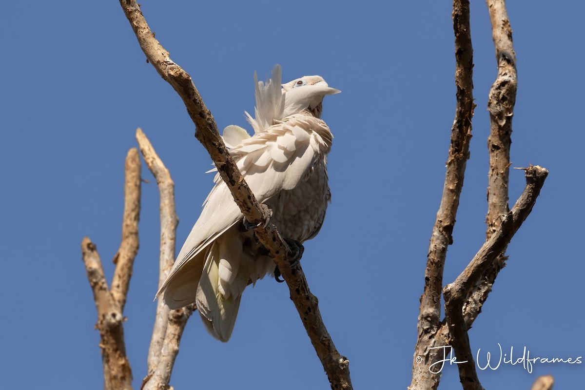 Little Corella - JK Malkoha