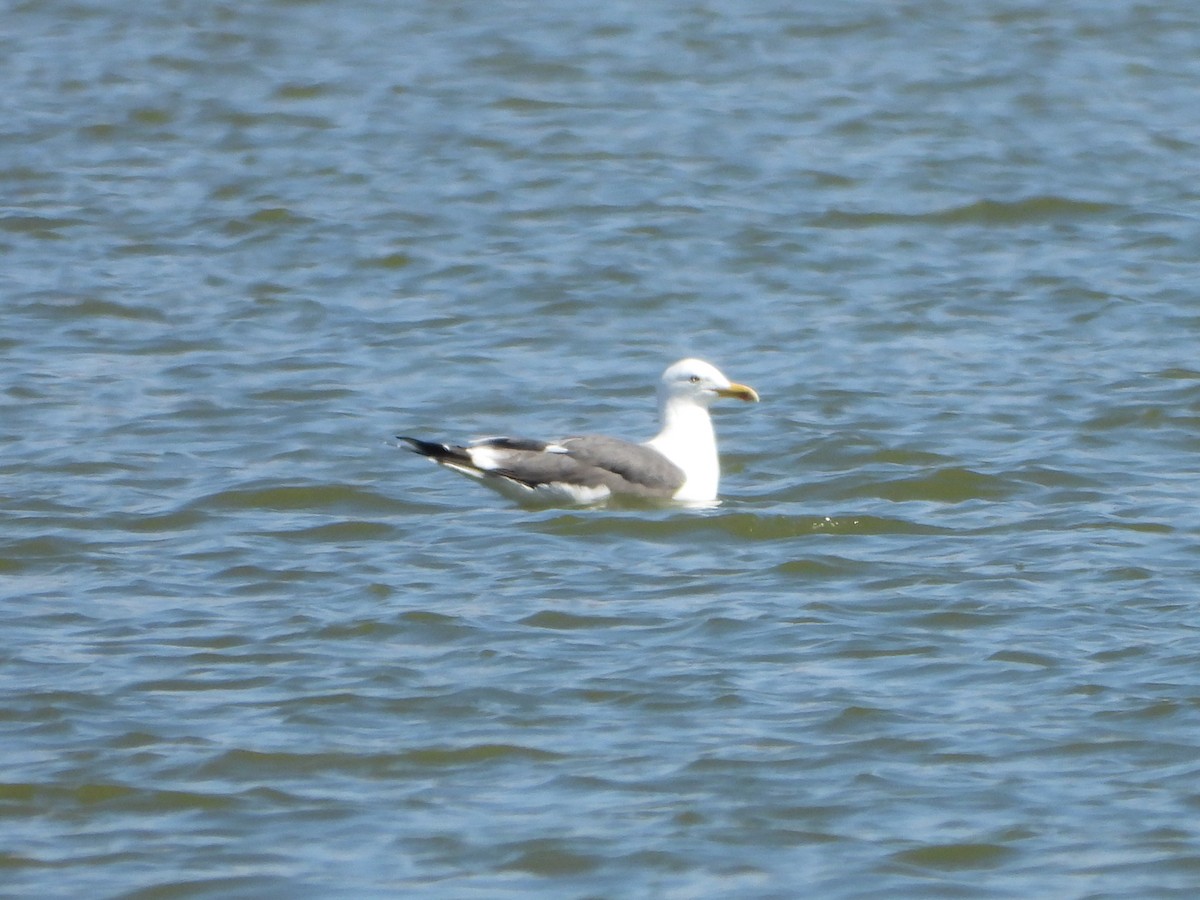 Lesser Black-backed Gull - ML616449470