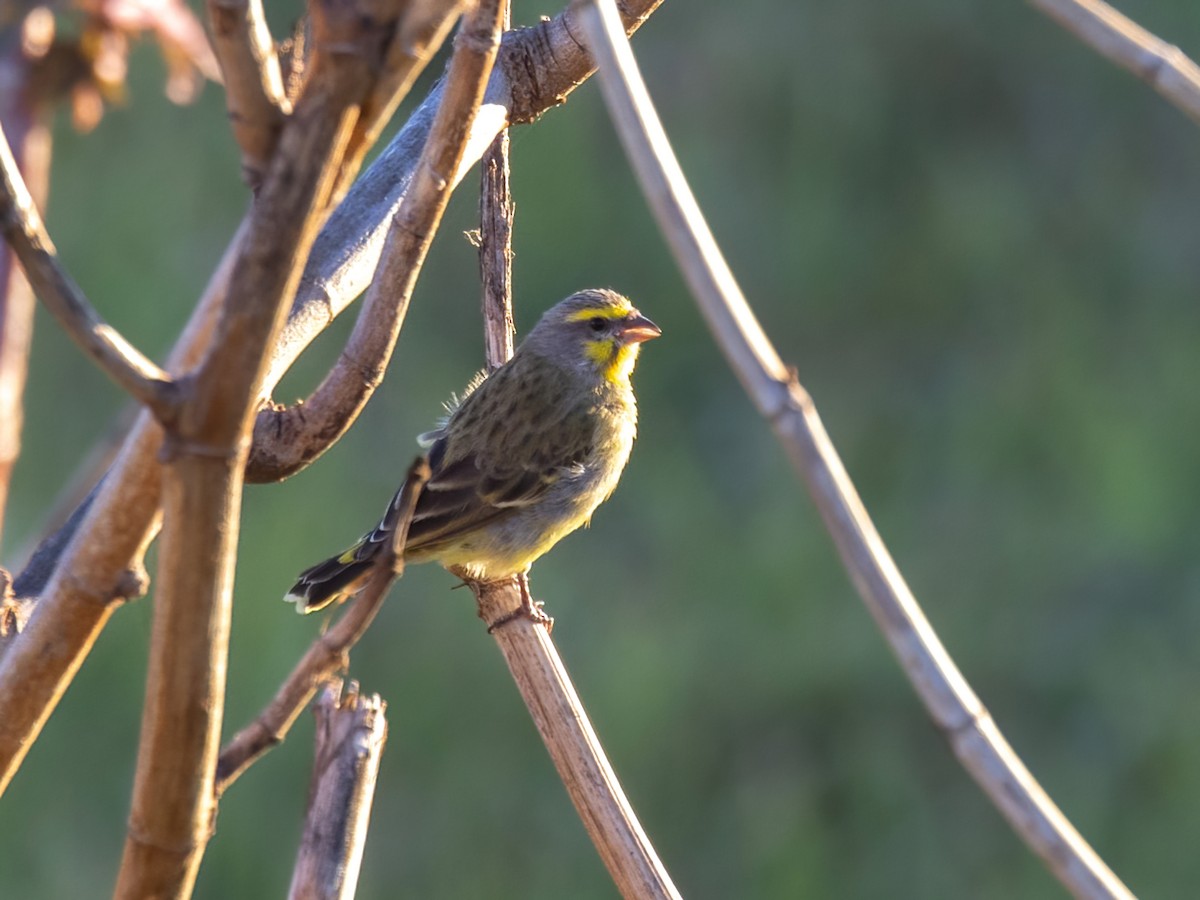 Yellow-fronted Canary - ML616449491