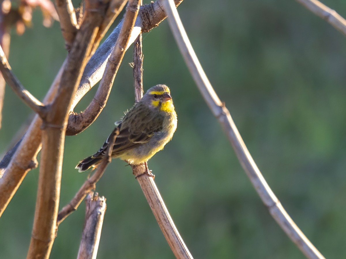 Yellow-fronted Canary - ML616449492