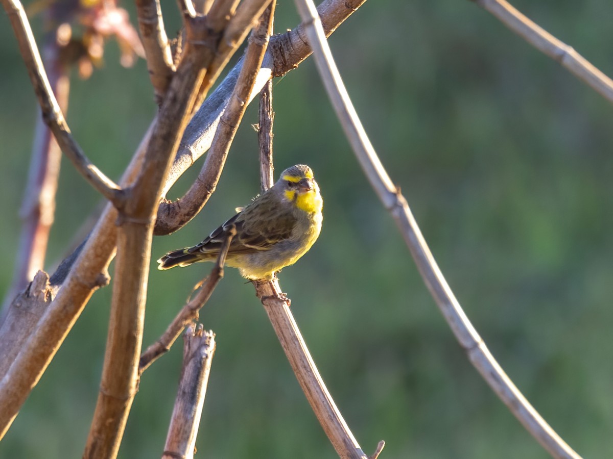 Yellow-fronted Canary - ML616449493