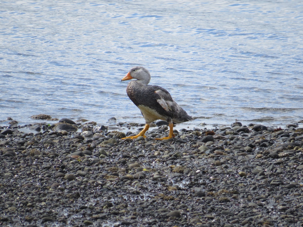 Flightless Steamer-Duck - ML616449501