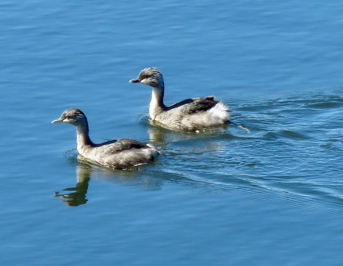 Hoary-headed Grebe - ML616449522