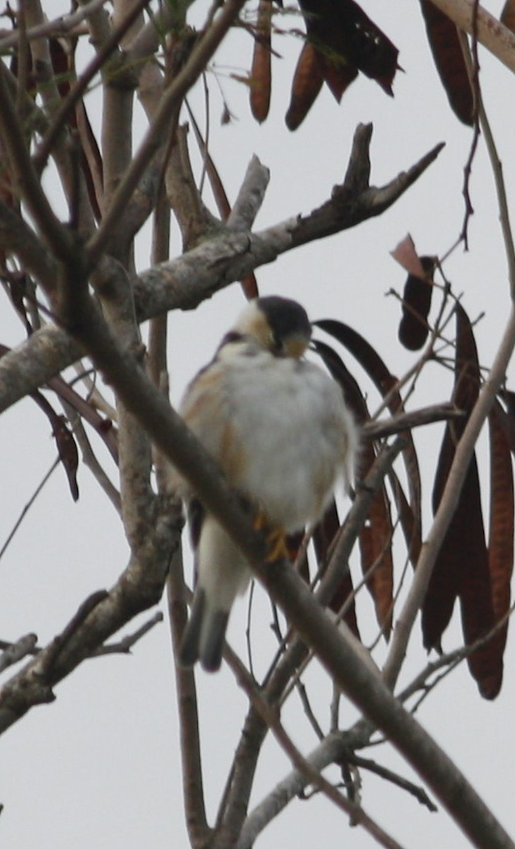 Pearl Kite - Paul Oehrlein