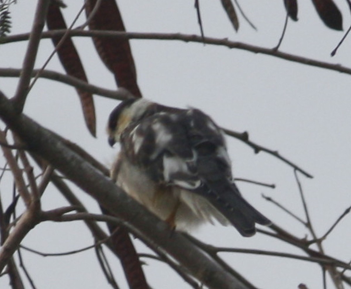 Pearl Kite - Paul Oehrlein