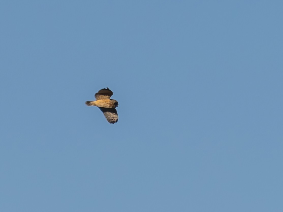 Short-eared Owl - Bruce Aird