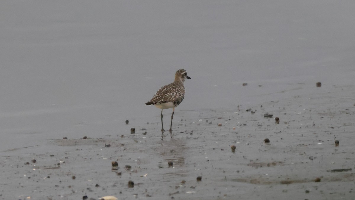 Black-bellied Plover - Chris Kennelly