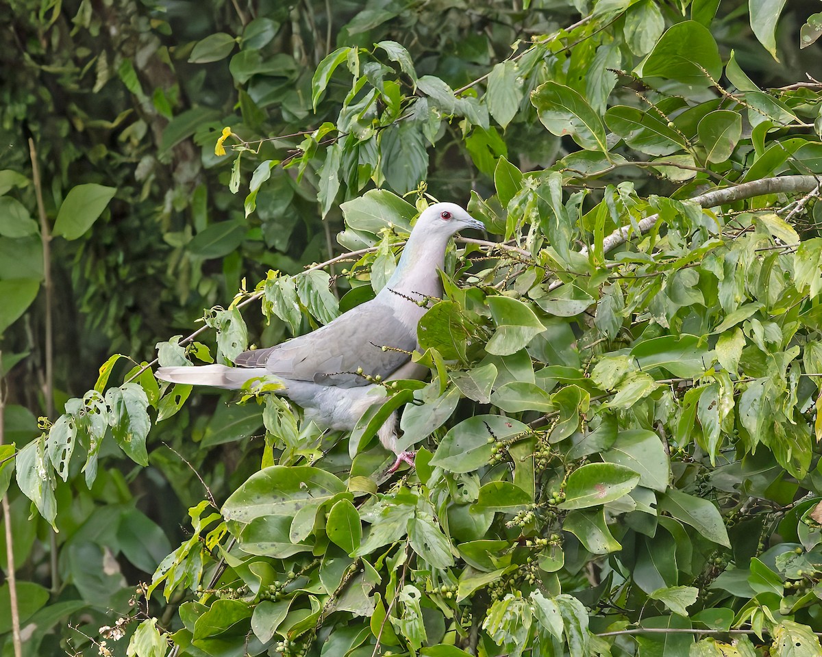 Ring-tailed Pigeon - Mark & Teri McClelland