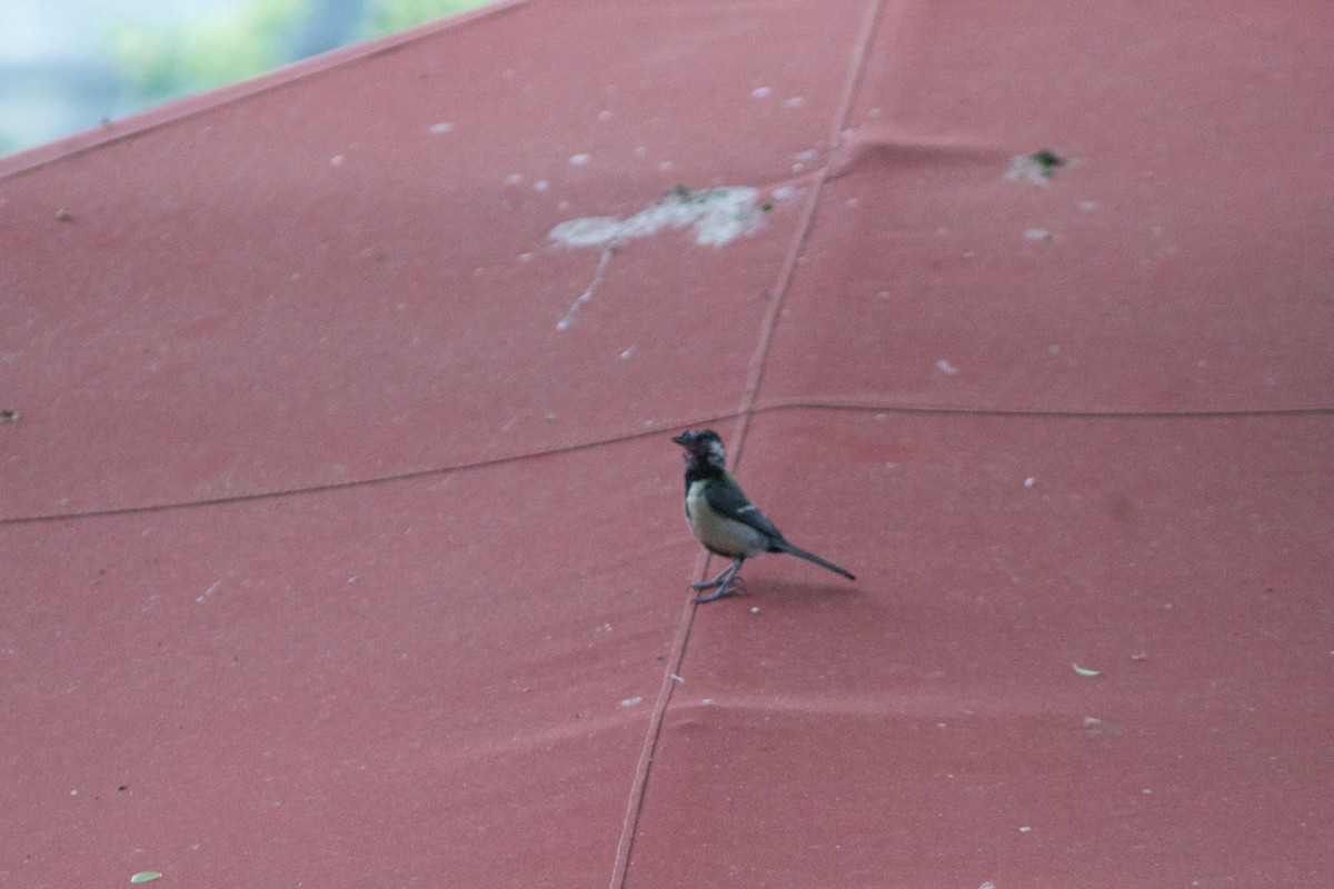 Great Tit - ML616449672