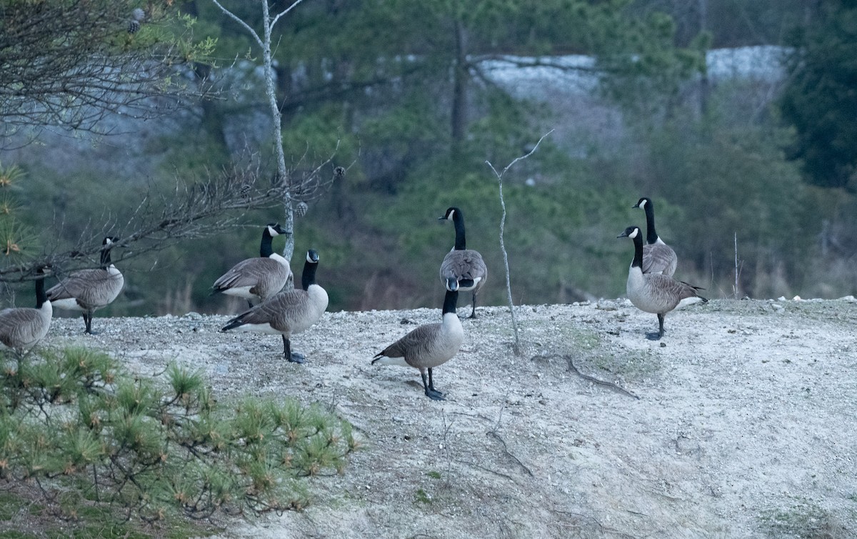 Canada Goose - ML616449696