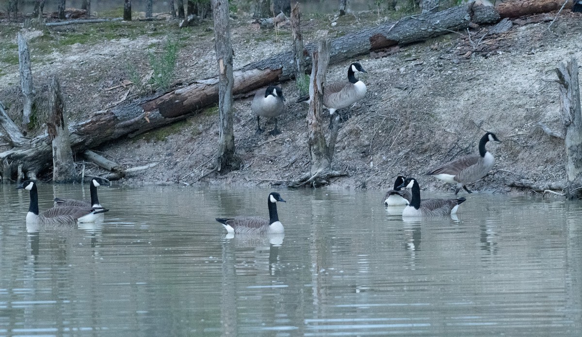 Canada Goose - ML616449697