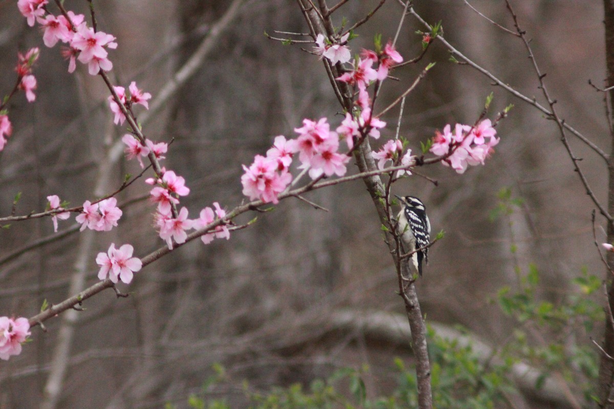 Downy Woodpecker - ML616449711