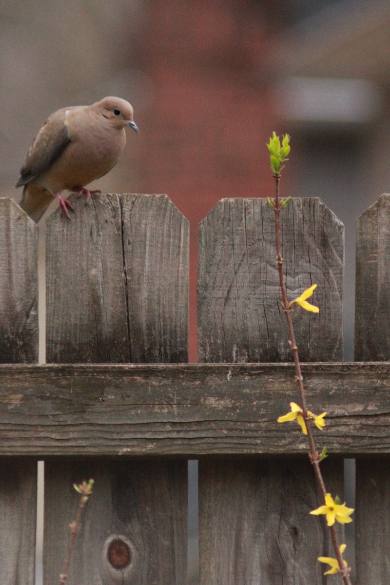 Mourning Dove - ML616449768