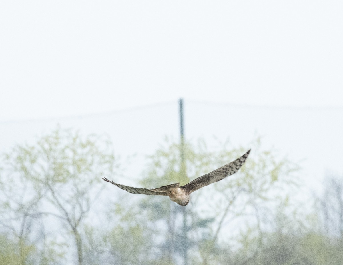 Red-shouldered Hawk - ML616449796