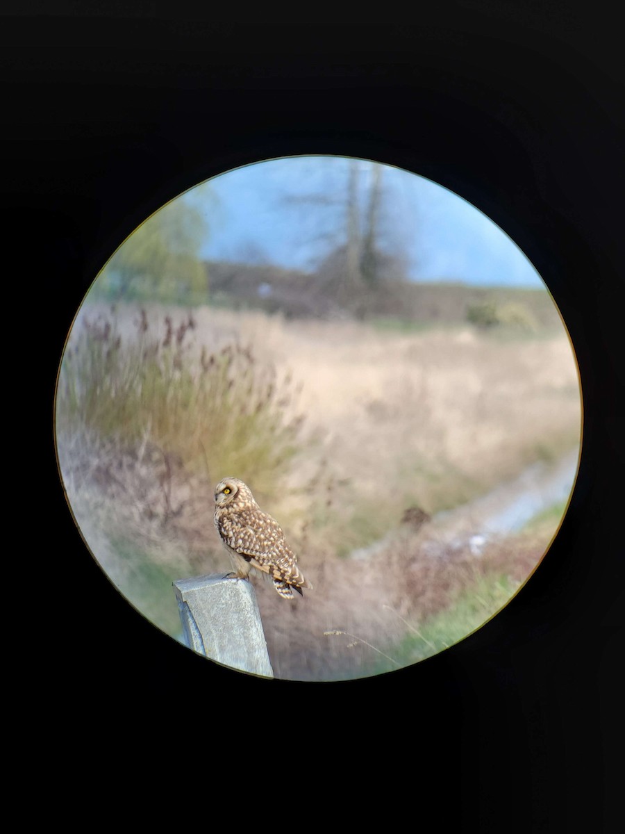 Short-eared Owl - ML616449837