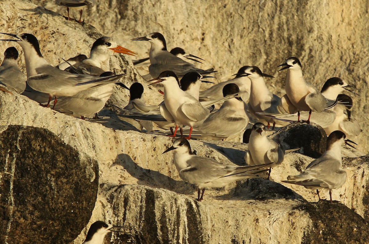 Roseate Tern - ML616449838