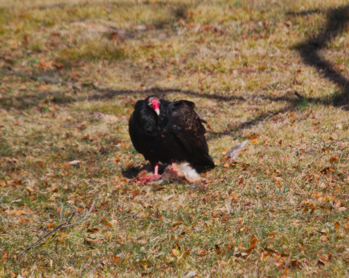 Turkey Vulture - ML616449854