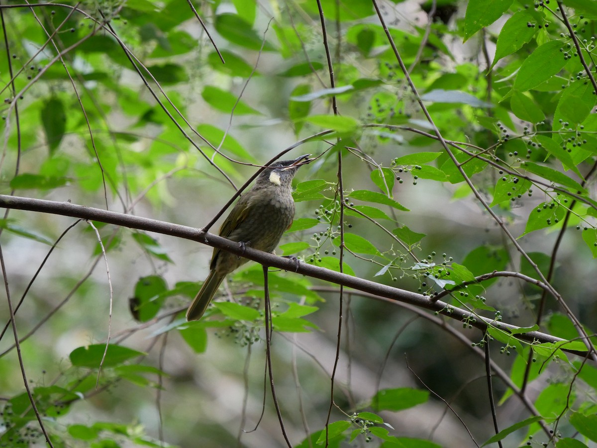 Lewin's Honeyeater - ML616449895