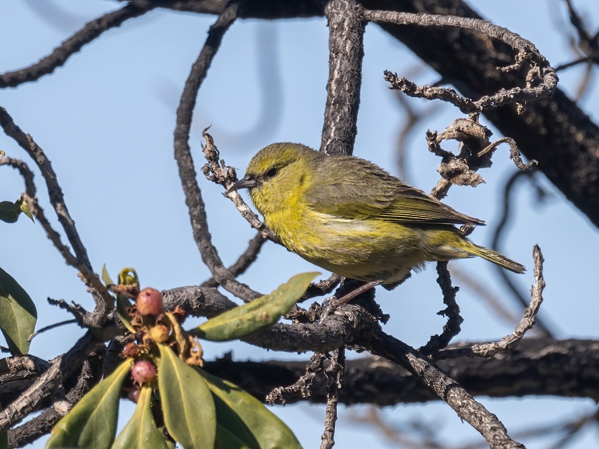 Hawaii Amakihi - ML616449904